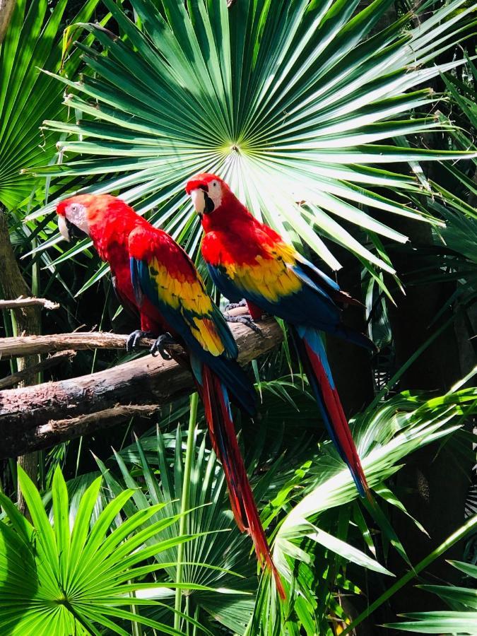 Hacienda Xcaret Hotell Solidaridad Eksteriør bilde